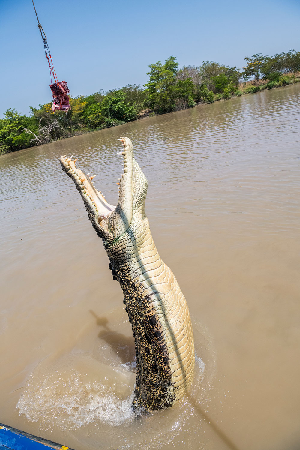 adelaide river queen ii jumping crocodile cruise