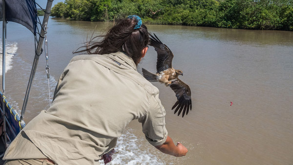 darwin crocodile tours